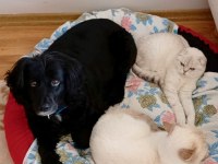 Cocker spaniel dişi 5 yaşında