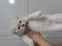 Scottish Fold Oyuncu Yavrular