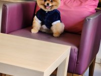 A Kalite Ayı Surat Pomeranian Boo