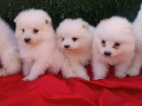 Kar beyaz samoyed yavrular teslime hazır