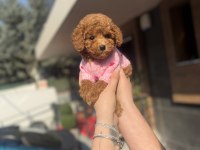 Toy Poodle Köpeklerimiz
