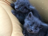 1 Russian blue kedim kaldı onuda sahiplendirmek istiyorum