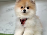 Sevimli Pomeranian Boo Yavrularımız