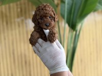 REFERANS YAVRU KÖPEKLERİMİZ