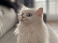 GÜZEL BRİTİSH KIZIMIZA YENİ YUVA ARIYORUZ