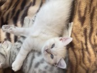 British shorthair çok sağlıklı oyuncu dişi bebeğimiz