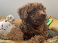 Micro Boy Toy Poodle kızımız yeni yuvasını arıyor