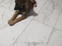 Sahibinden bakımlı köpeğimiz