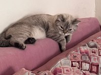 Bir Ömürlük Yuva Arıyor 1 Yaşında British Shorthair