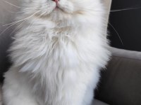 British Longhair 2 Yaşında