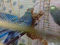Show Jumbo Cift Sağlıklı Bakımlı Kuşlar