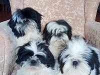 A Kalite Şecereli Shih Tzu Yavruları