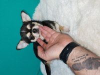 6 aylık chihuahua erkekler