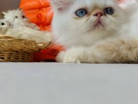 İran persian