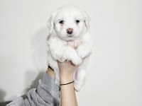 Maltese minikler