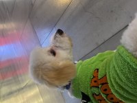 Maltipoo köpeğimi çok üzülerek sahiplendiriyorum
