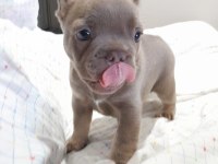 İsabella and tan erkek yavru french bulldog