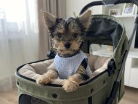 Çok uyguna yorkshire terrier