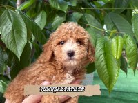 Sevimli Irk Toy Poodle