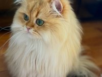 Şecereli British Longhair Golden By11 Yetişkin Erkek