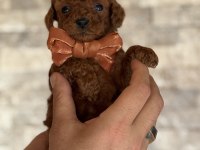 MİNİK KALAN TOY POODLE RED BROWN RENK