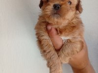 Dişi erkek maltipoo yavrular tuvalet eğitimli