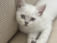 Dişi british shorthair 2 aylık kedi
