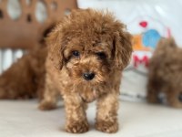 Petmode köpek çiftliğinde ziyarete açık toy poodle