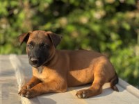 Safkan Belçika Kurdu Malinois
