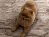 Wc Eğitimli Aşıları Tam Pomeranian