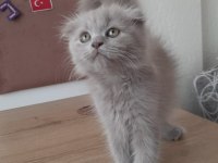 Scottish Fold Yavrular Sahiplendirilecek