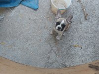 Ücretli sahiplendirilecek french bulldog