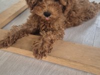 KUCUK PRENSES KÖPEKLER