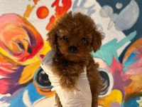 Minik Toy Poodle Bebekler