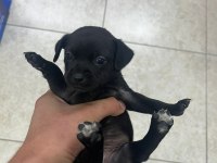 Minyatür pinscher yavrularımız sahiplendirilecek