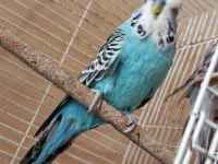 Show jumbo eşli muhabbet kuşu