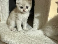 60 günlük british shorthair bayram şekerleri sizi bekliyor
