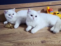 British shorthair saf kan şampiyon aile yavruları