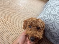 Sevimli toy poodle 6 aylık aşıları tam sahibinden
