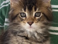 Dünyanın en güzel Maine Coon yavruları burada!