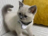 3 aylık british shorthair eşyaları var