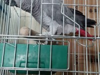 4 yaşında yarı evcil erkek jako papağanı