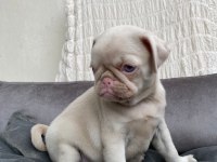 FARKLI OLMAK İSTEYENLERE ÖZEL EXOTİC PİNK PUG BEBEK