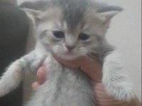 British shorthair