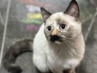 Aşıları tam tertemiz buzul 2 aylık british longhair