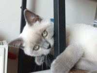 Safkan British Shorthair Blue Point