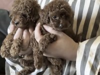 Toy Poodle Köpekler İçin Ulaşın