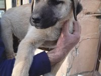 USTA ÇOBAN KÖPEKLER