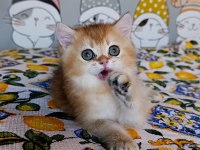 Kız Güzeli Bir Erkek British Shorthair