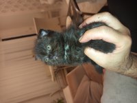 50 Günlük Scottish Fold Kedimiz